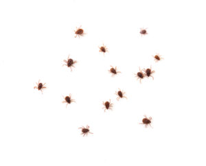 ticks