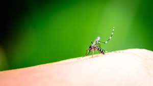 mosquito control atlanta