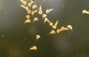 Mosquito Larvae treatment