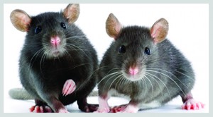 rodent control