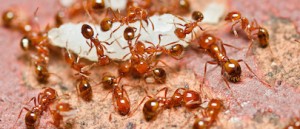 Fire Ant Control