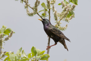 starlings