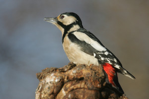woodpecker bird control