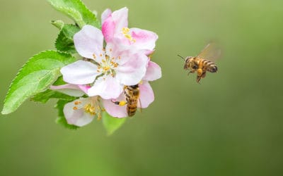How Does Each Season Affect Pests?