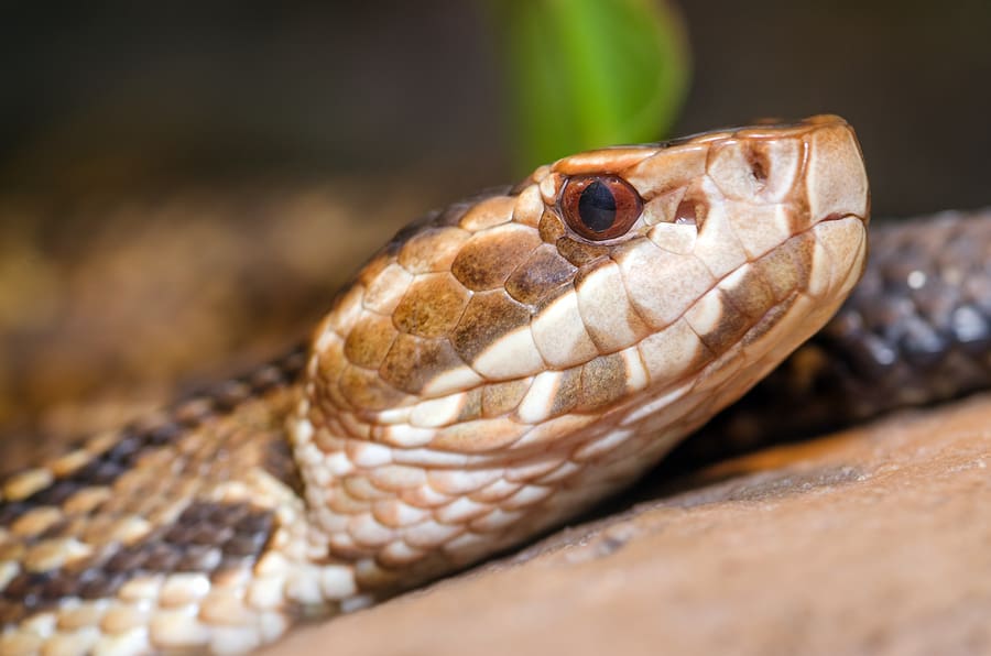 How to Keep Snakes Out of Your Yard