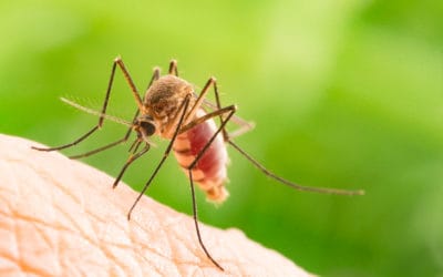 Green Mosquito Control: An Eco-Friendly Option