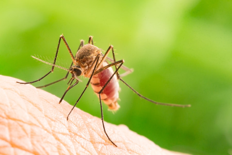 Green Mosquito Control: An Eco-Friendly Option