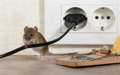 5 DIY Pest Control Tips for Homeowners