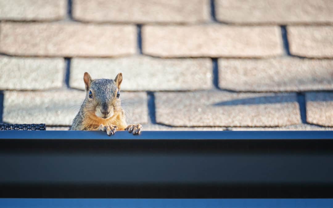 Got Squirrels in Your Home?