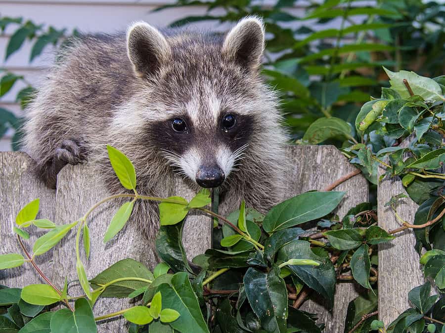 Wildlife Proofing This Fall