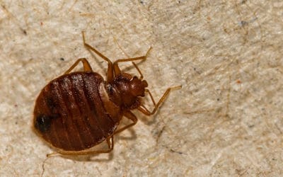 Tips to Help Prevent Bed Bugs When Traveling