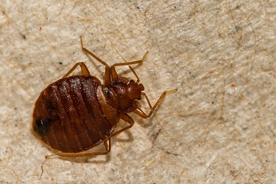 Tips to Help Prevent Bed Bugs When Traveling
