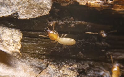 Are You Attracting Termites?