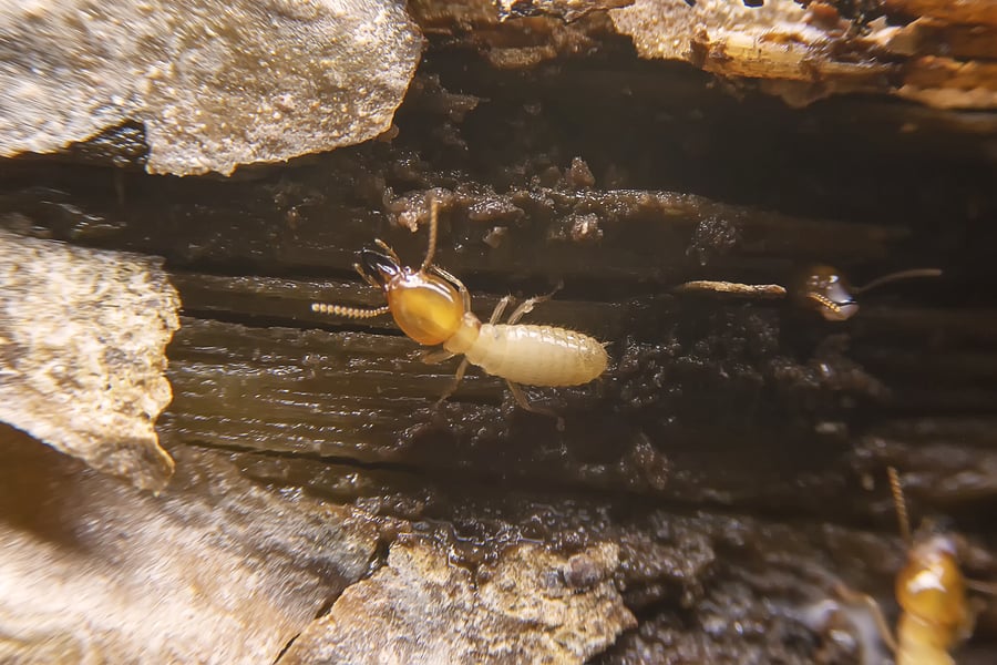 Termite Prevention