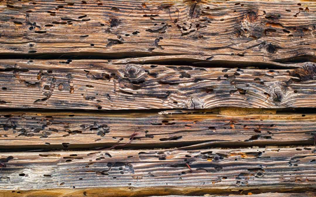 How Much Damage Can Termites Cause?