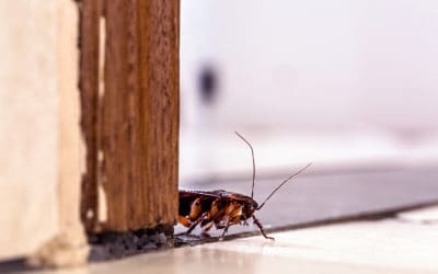 Pests That Are Closer Than You Think