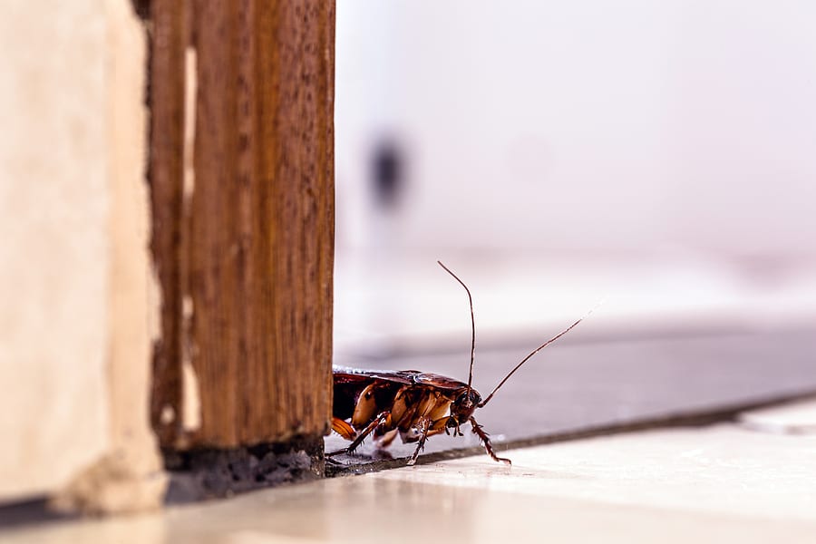 Pests That Are Closer Than You Think