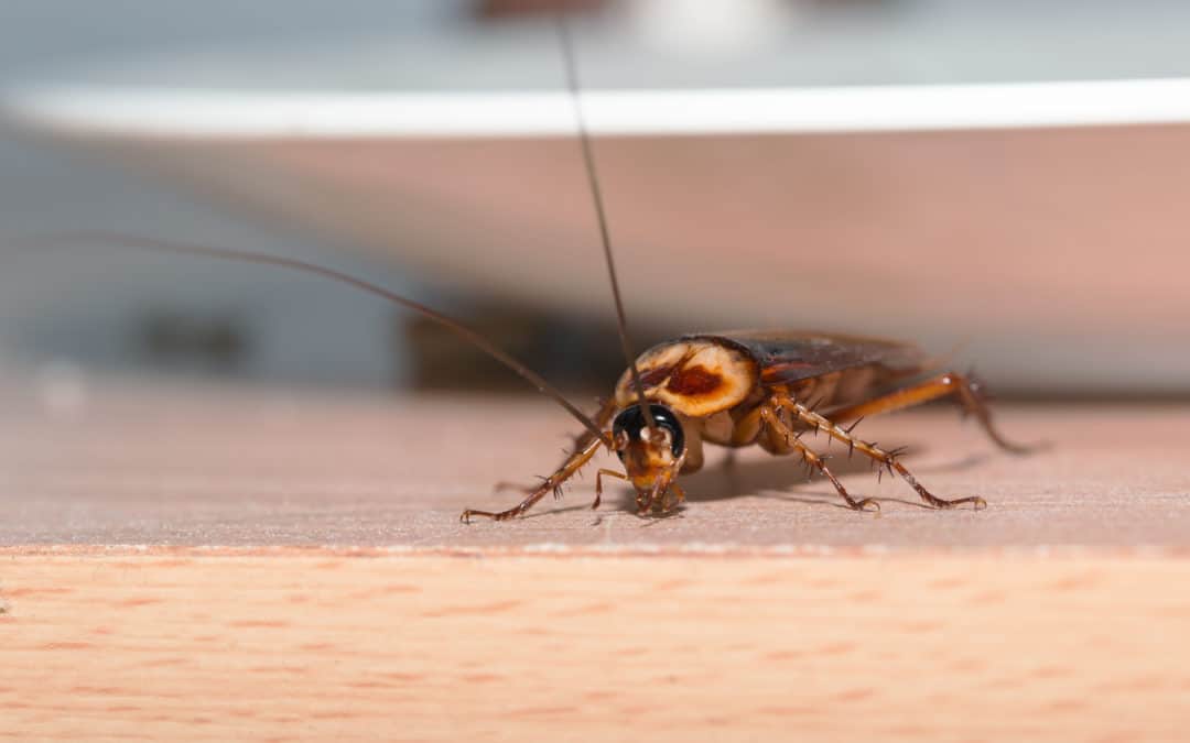 Keep Roaches Out of Your Home with These 3 Tips