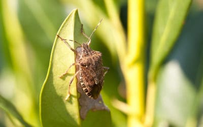 Where Do Stink Bugs Hide in a Home?