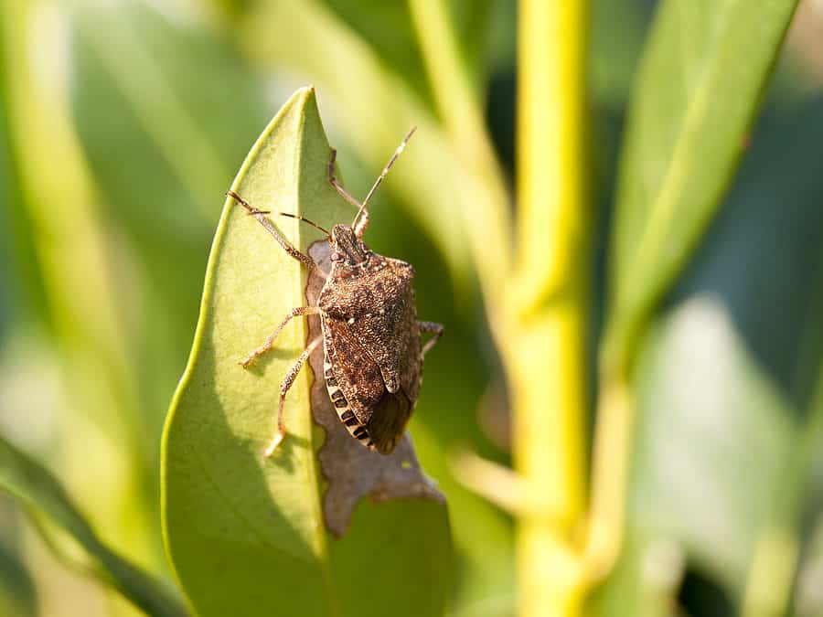 Where Do Stink Bugs Hide in a Home?