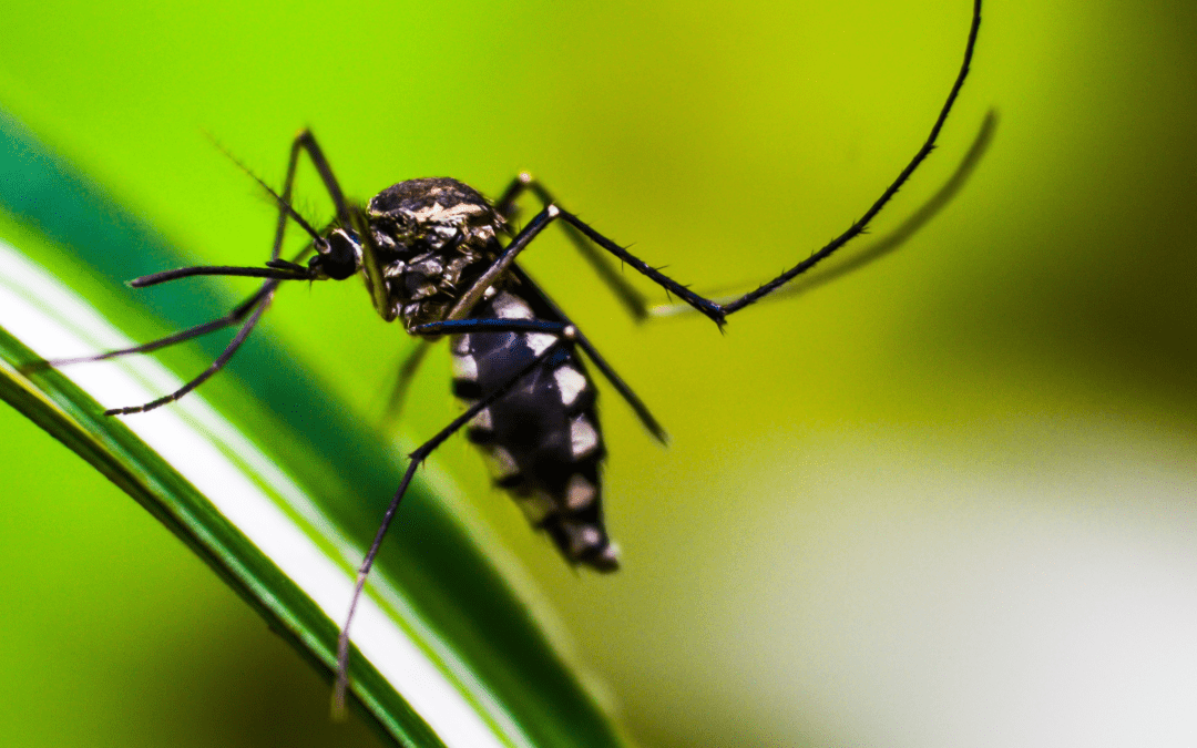 The Importance of Mosquito Treatments