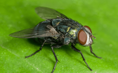 Common Summer Household Pests