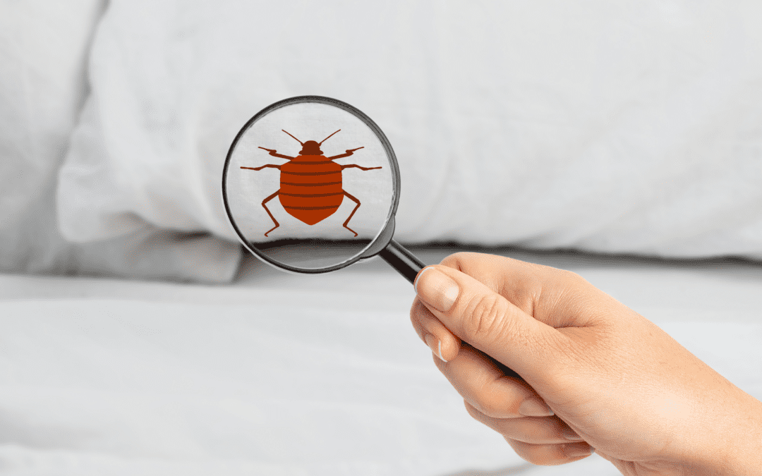 Avoiding Bed Bugs in Your North Carolina Home