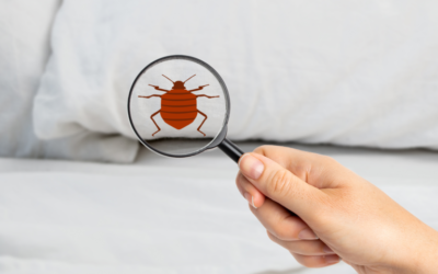Avoiding Bed Bugs in Your North Carolina Home