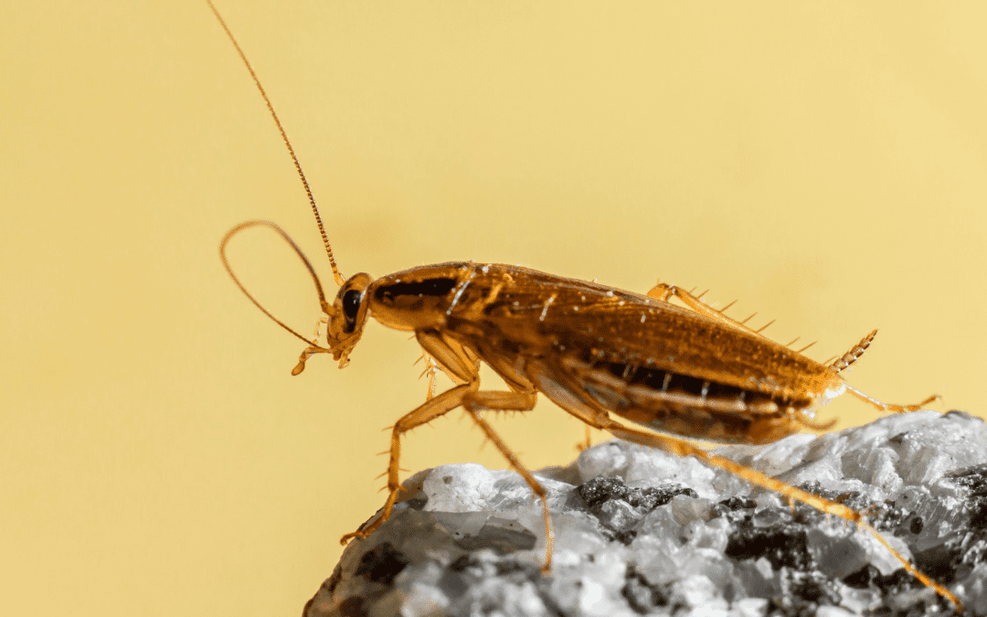 Cockroach Identification and Prevention