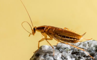 Cockroach Identification and Prevention