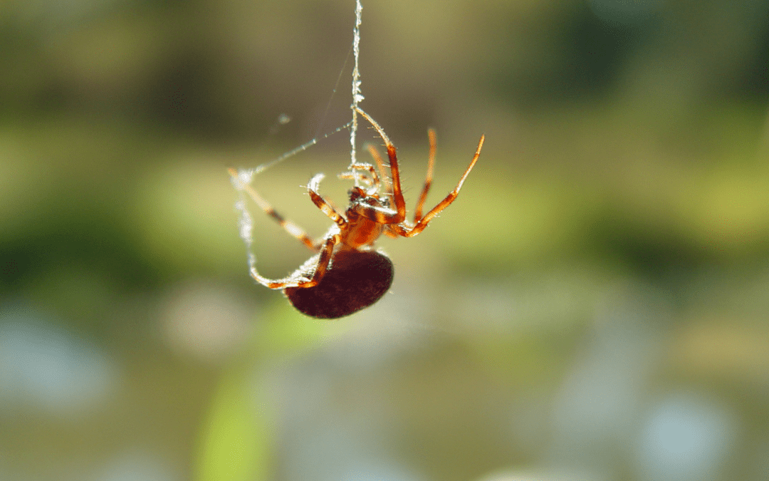 Popular North Carolina Fall Pests