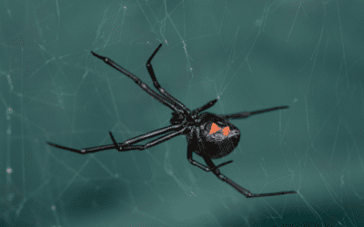 Types of Spiders in North Carolina