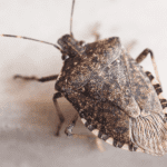 overwintering pests