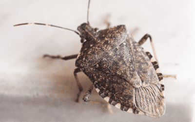 Overwintering Pests: What Are They?