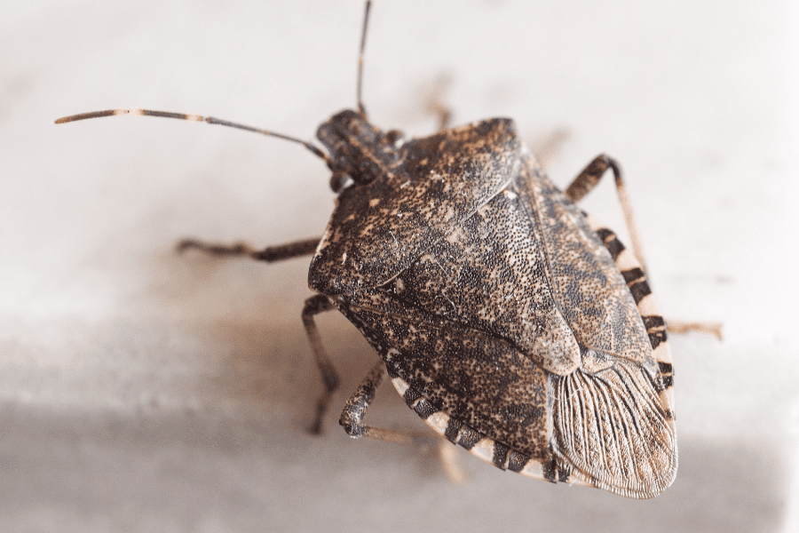 Overwintering Pests: What Are They?