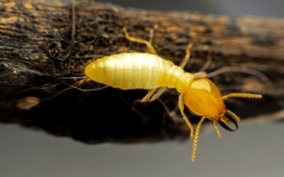 Is Termite Control Necessary in the Fall?