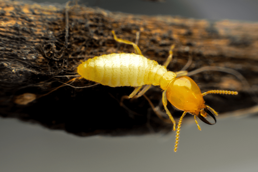 Is Termite Control Necessary in the Fall?