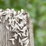 swarming termites