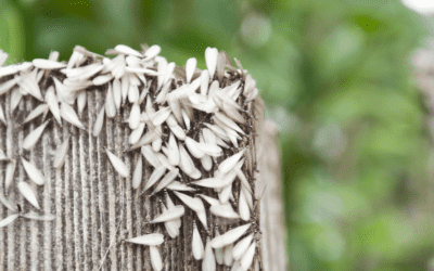 When do Termites Swarm in North Carolina?