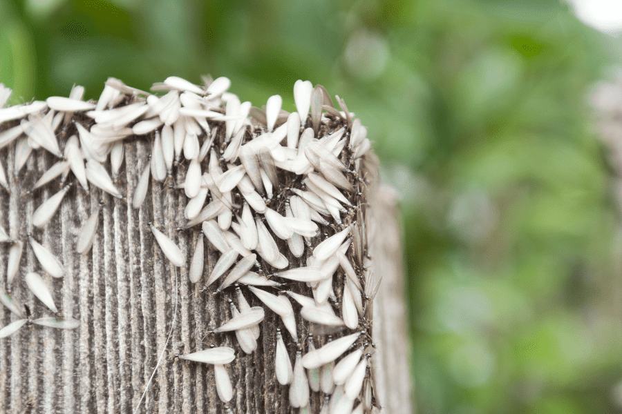swarming termites