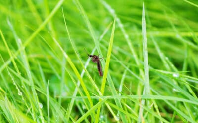 Popular Spring Pests Found in North Carolina