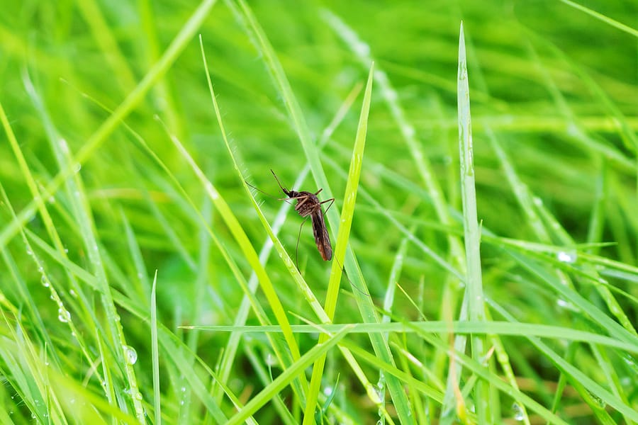 Popular Spring Pests Found in North Carolina