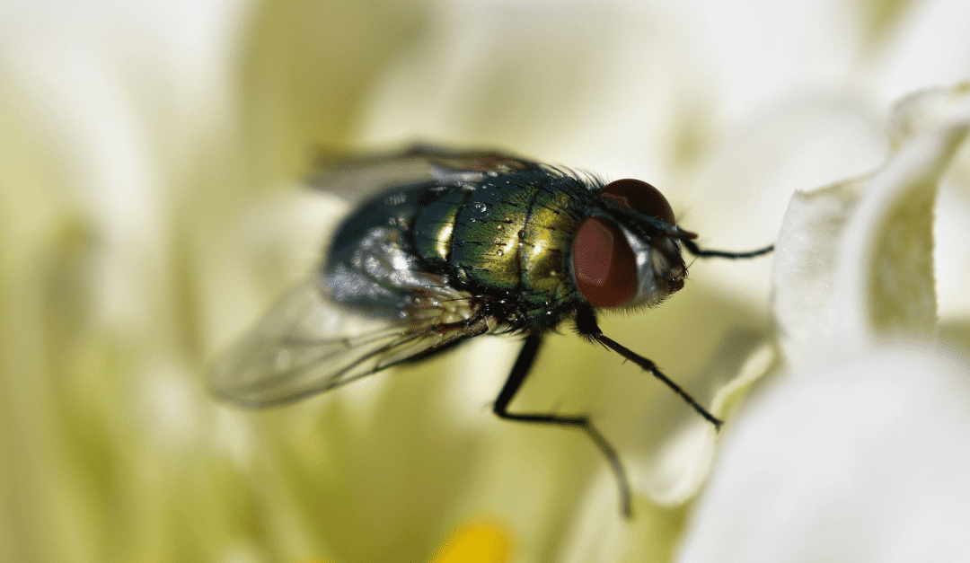 Different Types of Flies in My North Carolina Home