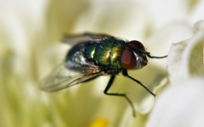Different Types of Flies in My North Carolina Home