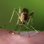mosquito season