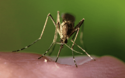 Preparing for Mosquito Season in North Carolina