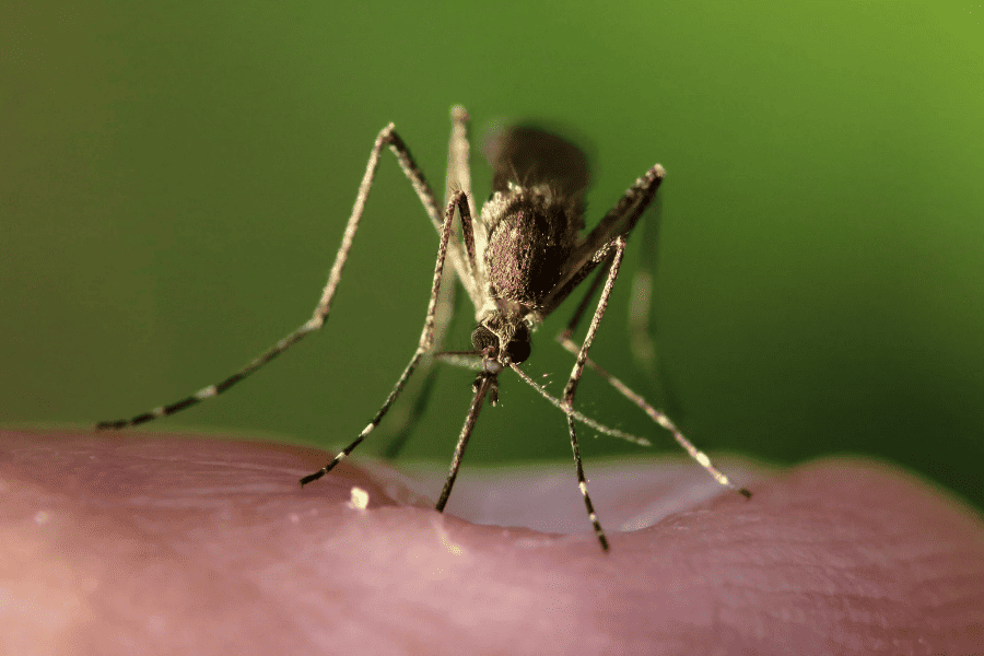 Preparing for Mosquito Season in North Carolina
