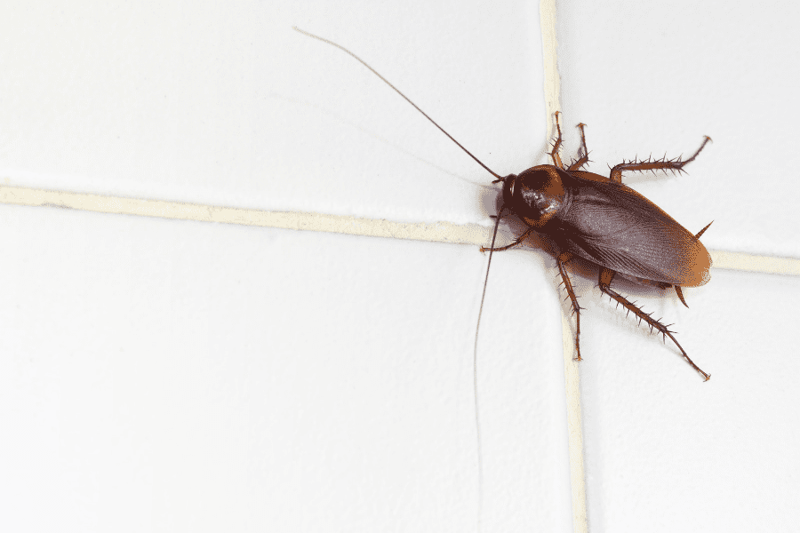 Different Types of Cockroaches Found in North Carolina