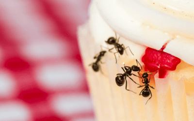 How to Properly Prevent Ants from your North Carolina Kitchen