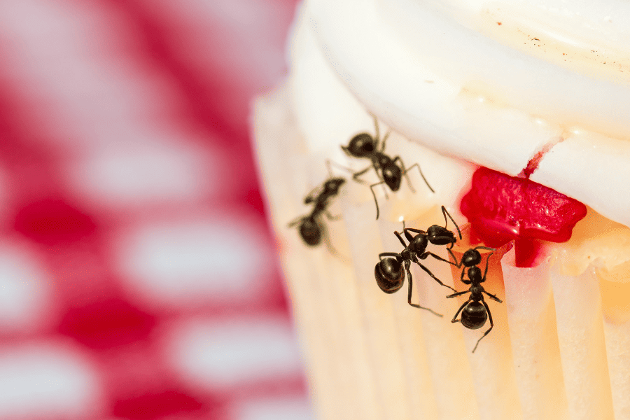 How to Properly Prevent Ants from your North Carolina Kitchen